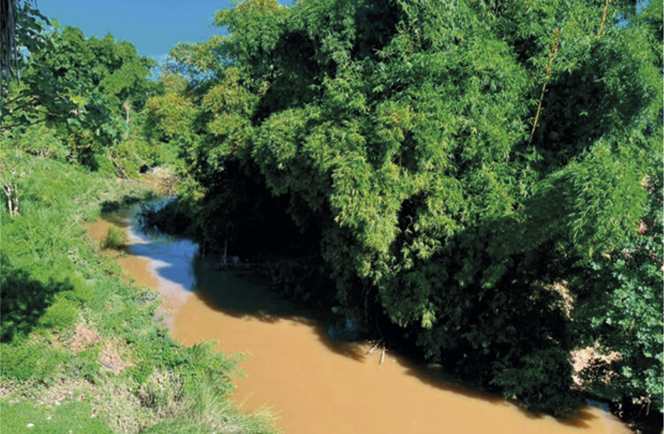 Vega_de_Héctor_Luis_en_San_Juan_y_Martínez_5